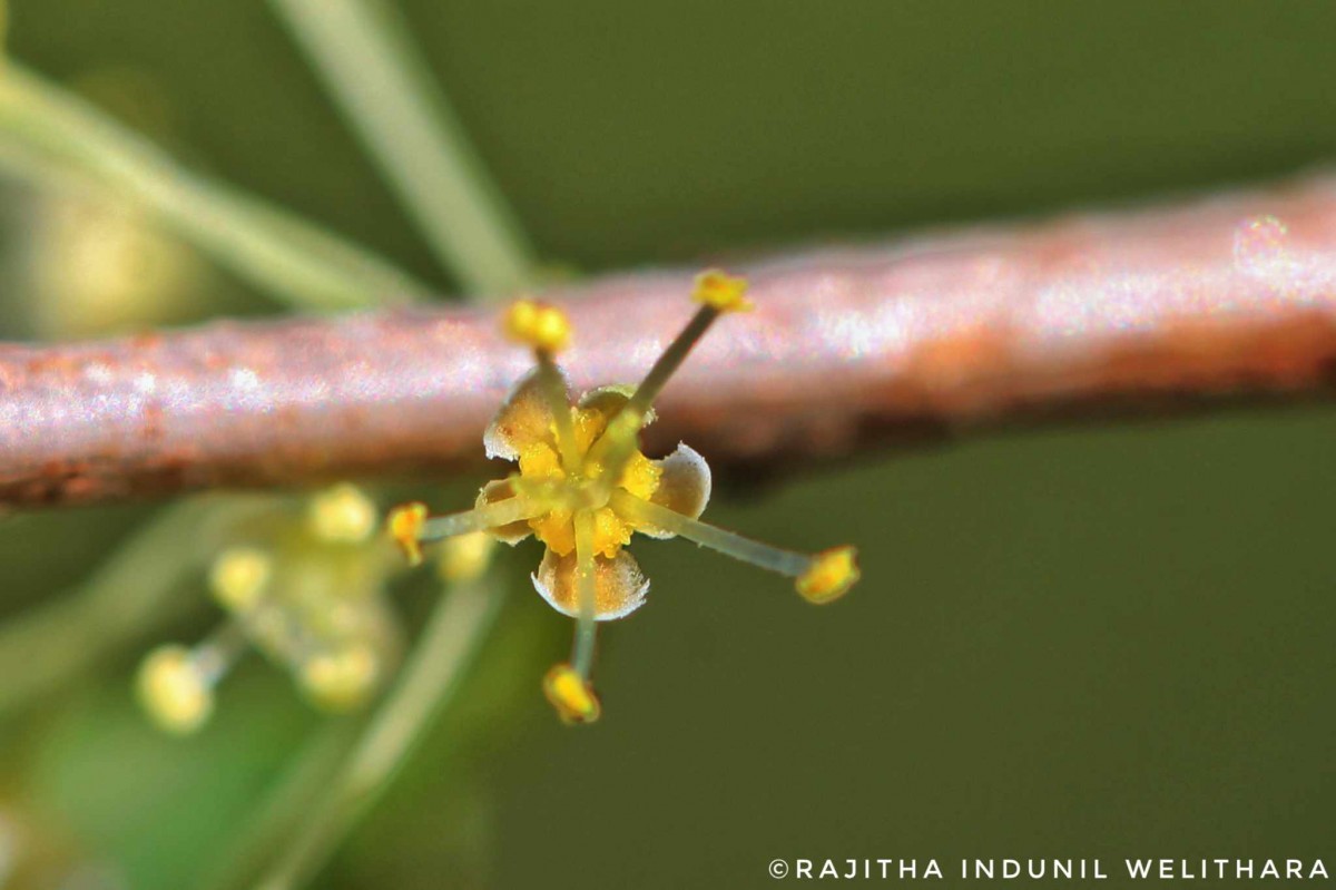 Flueggea leucopyrus Willd.